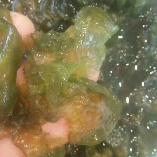 济南地皮菜