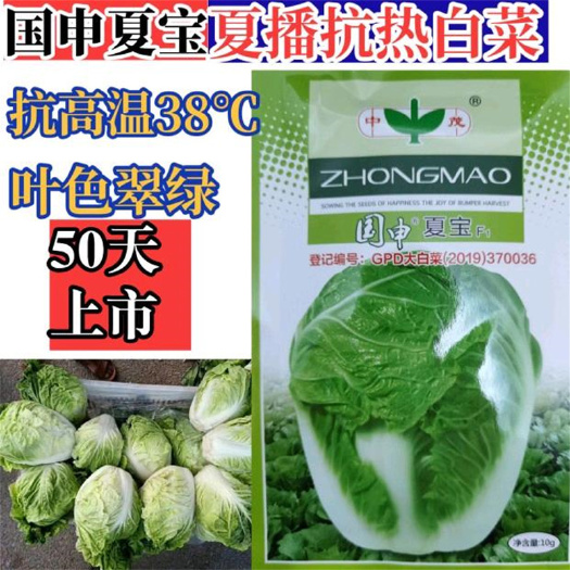 济南国申夏宝白菜种子抗热新改良烈日金刚大白菜种子耐高温夏秋