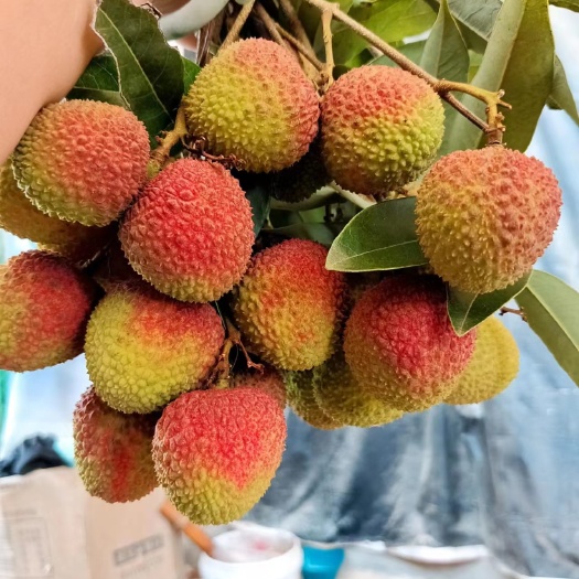 灵山县广东广西妃子笑荔枝大量现货供应