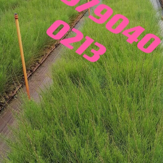东莞市新品种木麻黄苗15-60公分，大量有货，木麻黄