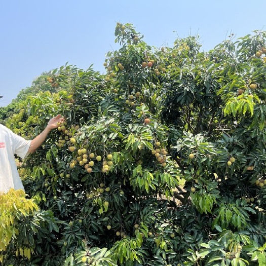 化州市中垌兰山桂味10号釆摘，价格详谈