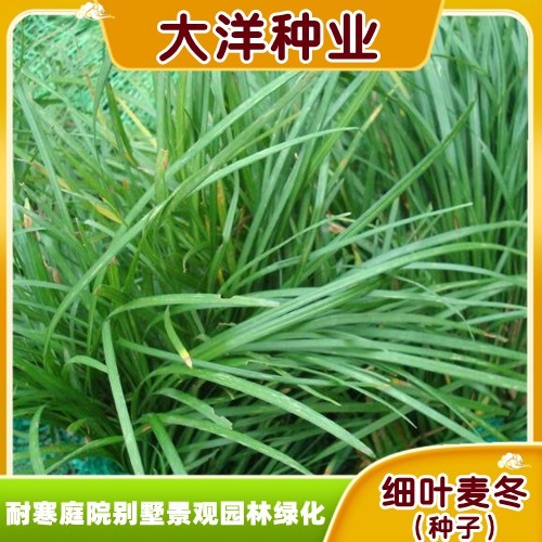 长沙麦冬种子细叶麦冬种子耐寒庭院别墅绿化景观园林绿化