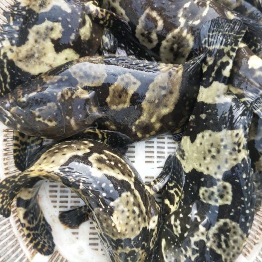 阳江龙趸石斑鱼、珍珠斑、冰鲜靓货，产地直发，价格美丽