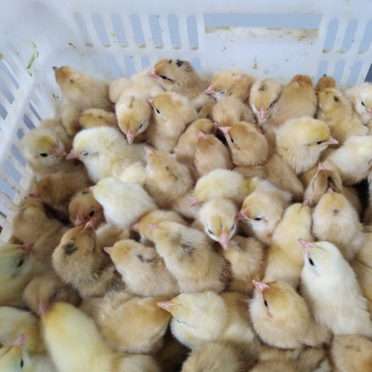 衡阳土鸡苗 厂家直销 品种优良 质量保证 价格优惠