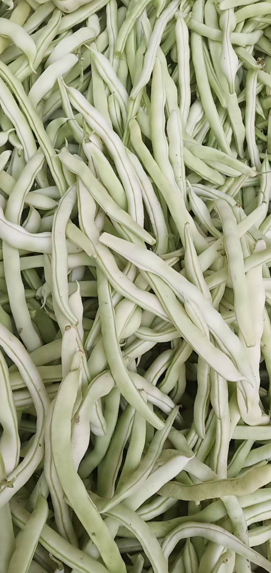 城固县精品白不老四季豆大量上市。质量好。便宜不贵，货量充足