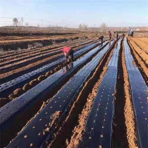 黑色园林农用地膜，除草防晒，提前上市增产增收