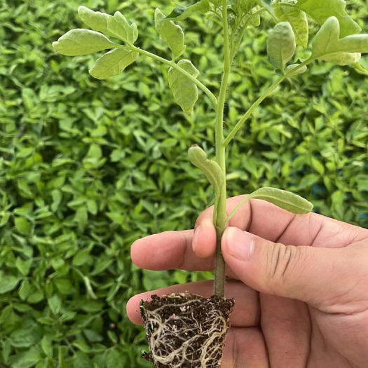 丰顺县番茄苗马蹄西红柿农友千禧苗大红番茄