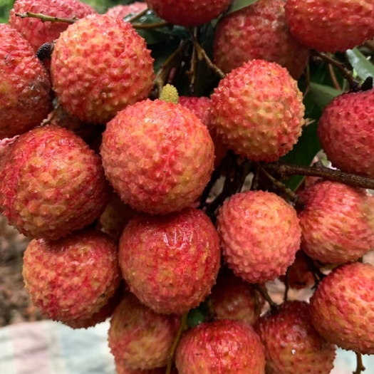广州增城桂味荔枝