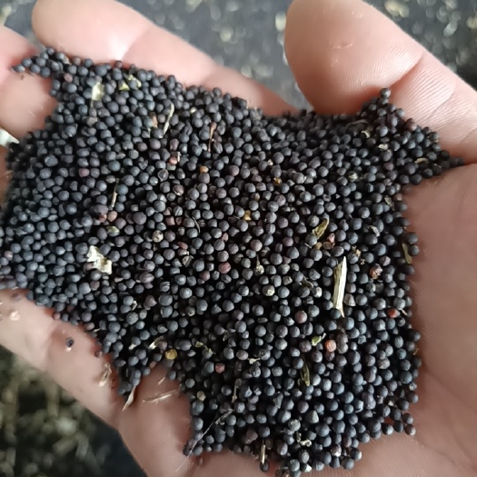 2025年江汉平原油菜籽的（华杂50）