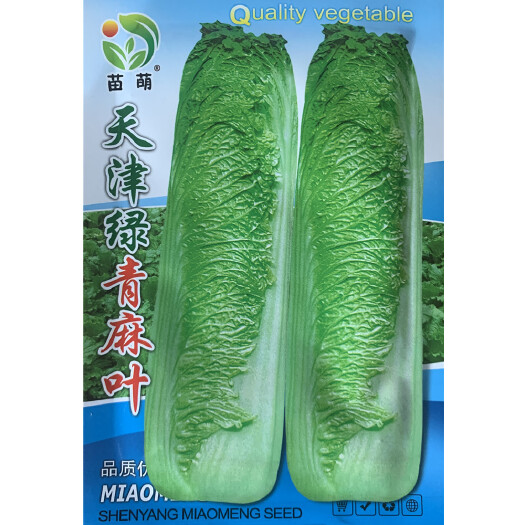青麻叶白菜种子绿白菜种籽水白菜种子包白菜种子