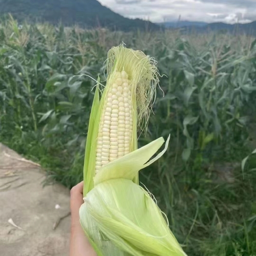 永嘉县新鲜玉米