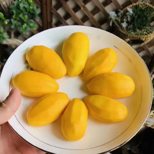 攀枝花贵妃芒