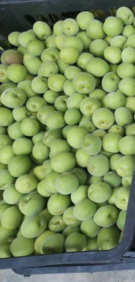 达州产地优质鲜青梅果大量供应  一手货源
