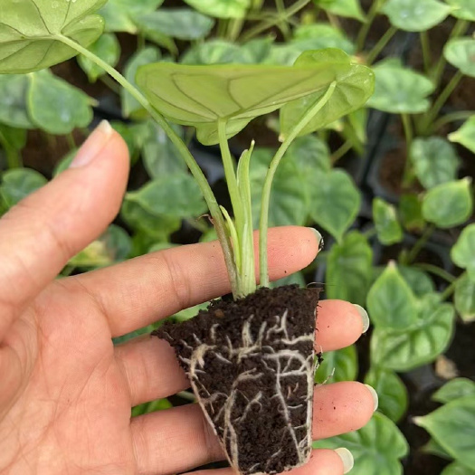 基地直供新奇网红产品龙鳞海芋组培种苗50株起室内观叶植物批发