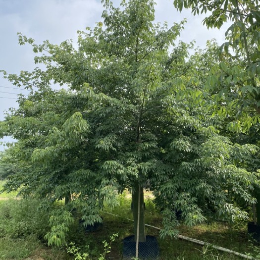 漳州大腹木棉福建种植基地精品货批发广东大腹木棉浙江大腹木棉批发