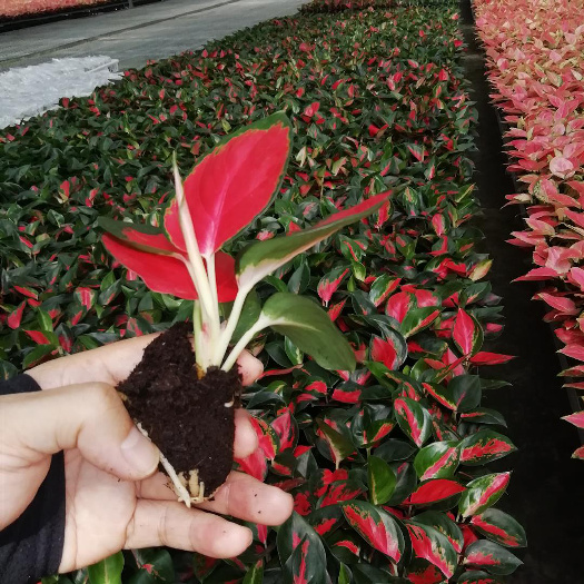 广州源头厂家大量供应室内绿植粗肋草东方红泰国红穴盘苗花卉种苗批发