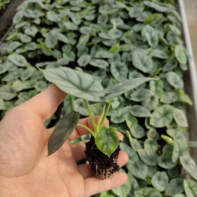 源头基地大量供应海芋类 白犀牛苗 室内网红花卉植物种苗批发
