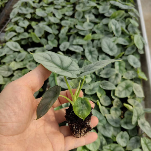 源头基地大量供应海芋类 白犀牛苗 室内网红花卉植物种苗批发