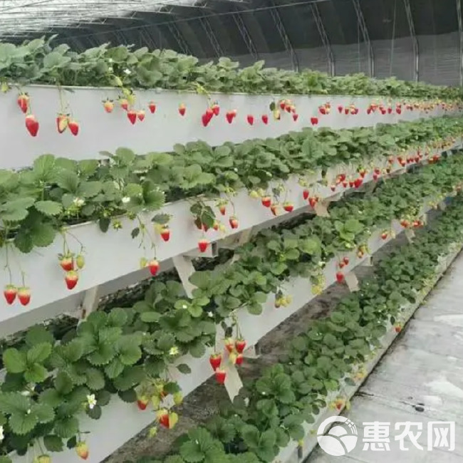 草莓育苗槽 无土栽培设施 PVC材质 基质种植槽