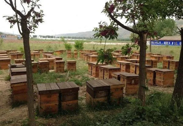 毕节一年割一次的百花土蜂蜜