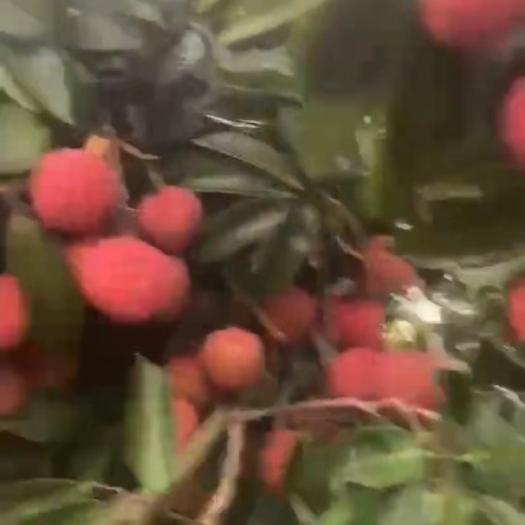 廉江市桂味荔枝