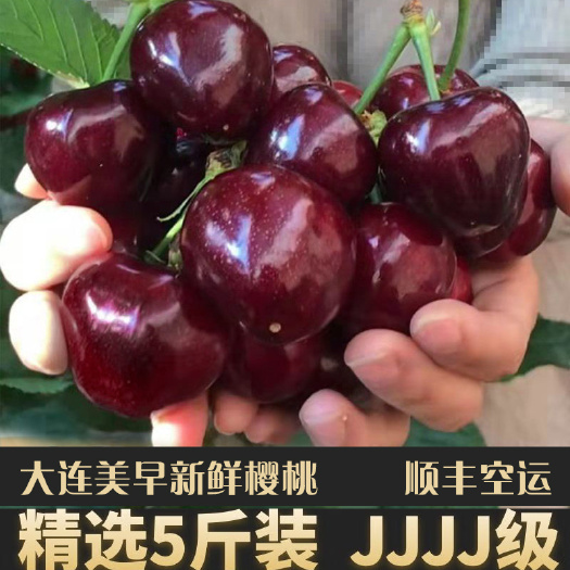 大连头茬树尖大连美早大樱桃当季新鲜采摘车厘子孕妇水果顺丰甜多汁