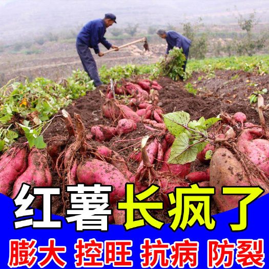 栾川县地下块根块茎膨果专用 生姜红薯土豆蒜头控旺膨大增产防裂抗病