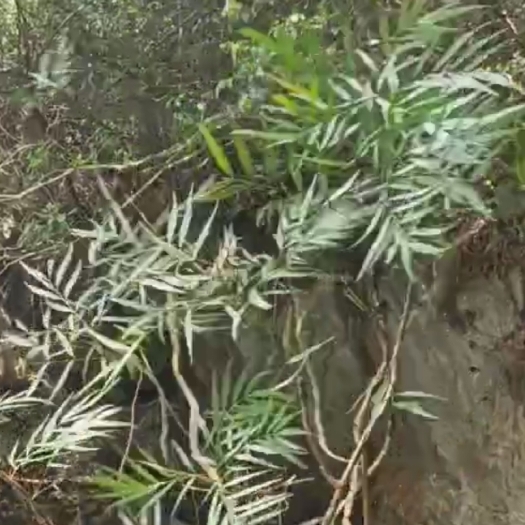 贵定县黄连木