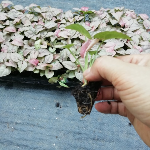 广州厂家源头供应花卉 霓虹佳人合果芋苗 室内观叶植物种苗批发