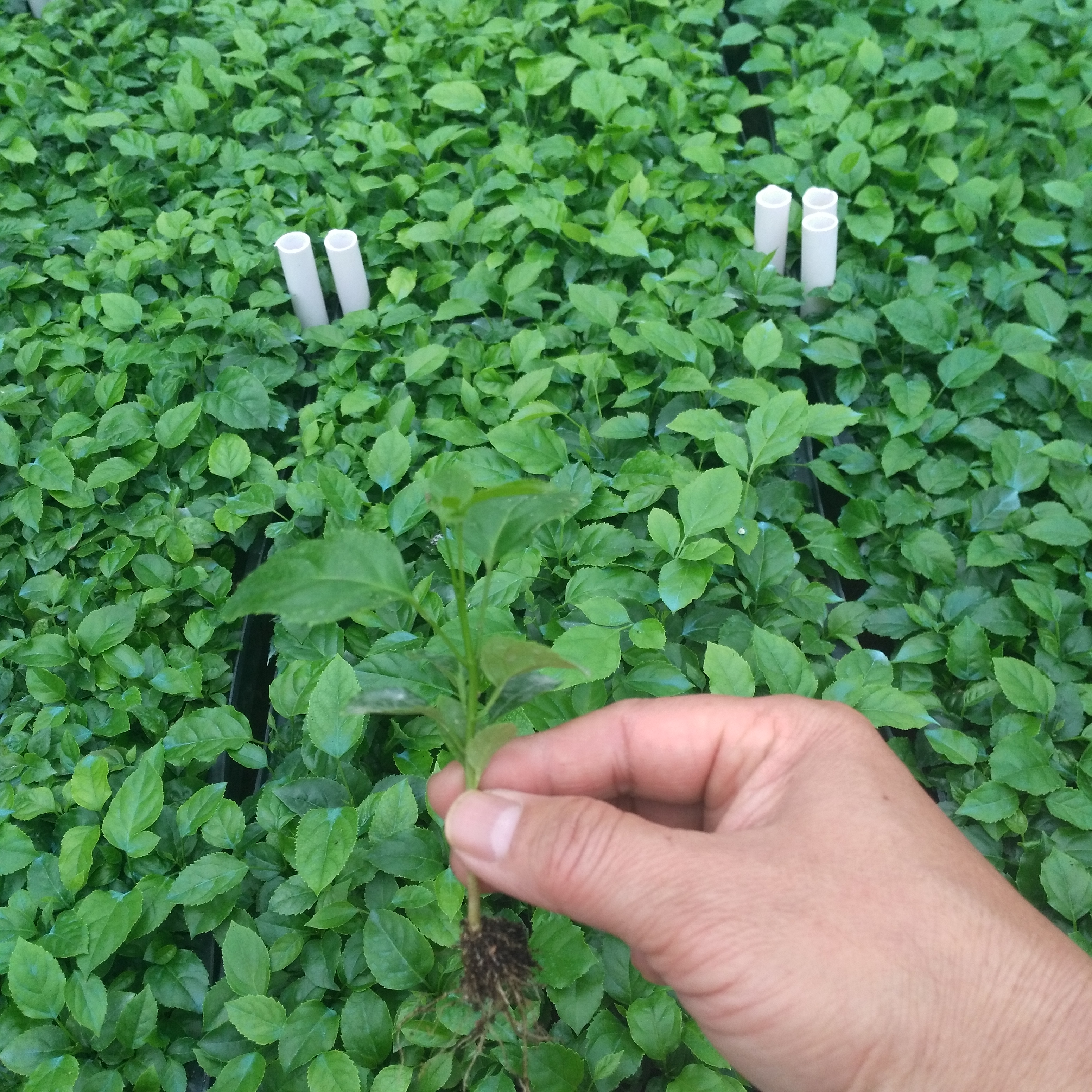 广州清甲醛 吸异味 室内植物 海南菜豆树绿宝苗 园花卉林种子种苗