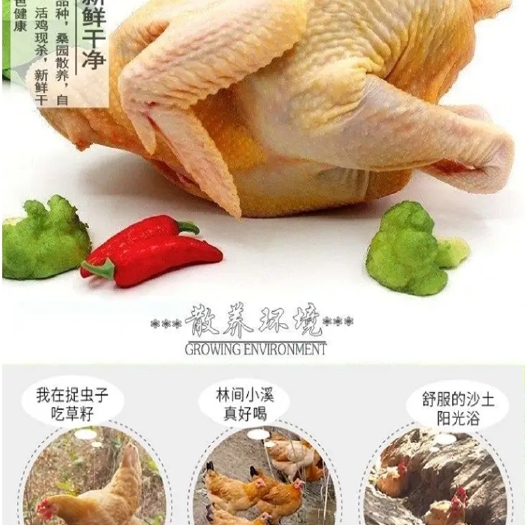 漳浦县土鸡，冰鲜发货