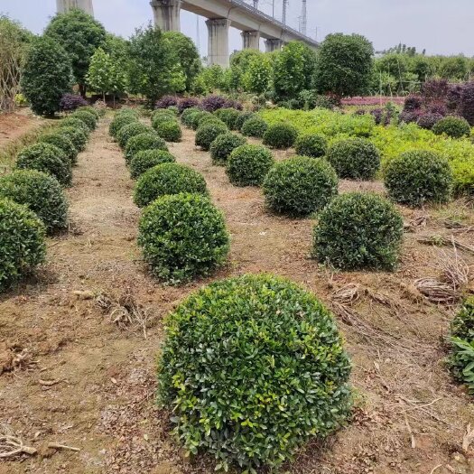 浏阳市中华蚊母球，80--150公分