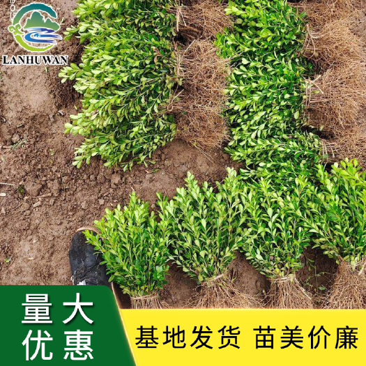 沭阳县小叶黄杨床苗 黄杨工程苗 基地批发黄杨苗