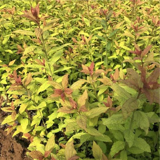 沭阳县绣线菊苗批发 金焰绣线菊 粉花绣线菊 品种绣线菊