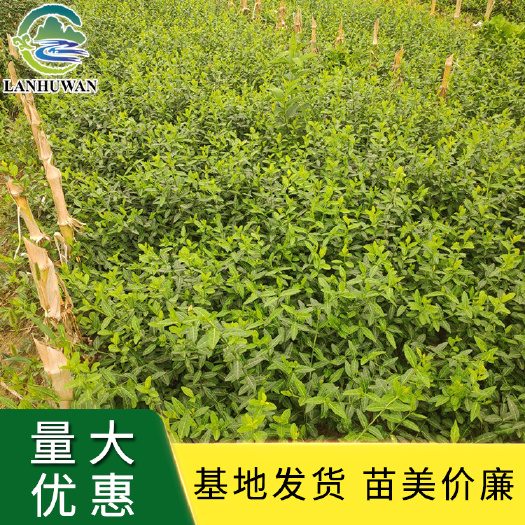 沭阳县小叶扶芳藤床苗 工程绿化扶芳藤苗批发