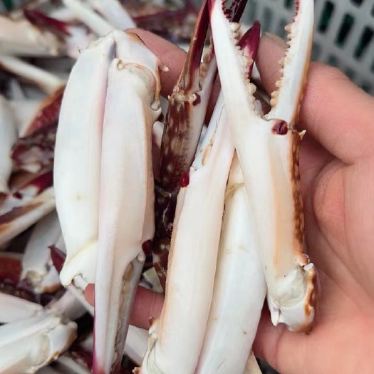 连云港蟹钳质量保障各种规格都有，商用