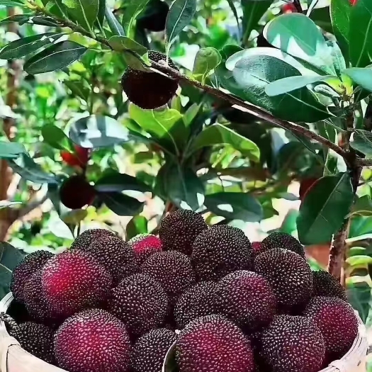 靖州县靖州杨梅