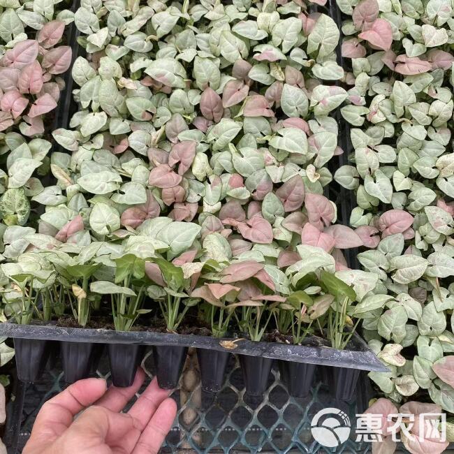 牛奶纸屑合果芋苗 网红观叶绿植盆栽基地直销希有花卉种苗批发