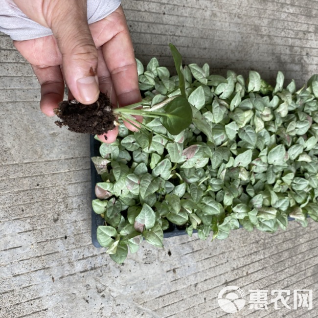 牛奶纸屑合果芋苗 网红观叶绿植盆栽基地直销希有花卉种苗批发