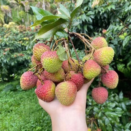 屏边县屏边妃子笑来啦～

比海南的更多一丝风味，更甜，大颗，