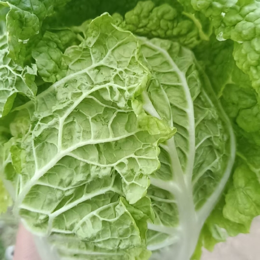 固原黄心娃娃菜