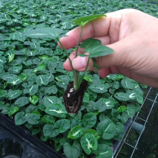 广州厂家批量供应办公居家观叶绿植绿精灵合果芋园林绿化花卉种苗批发