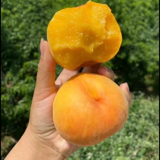 海阳市黄金蜜桃