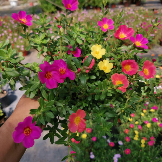 沭阳县太阳花 五彩太阳花小苗 盆栽太阳花苗批发 大花马齿苋供应