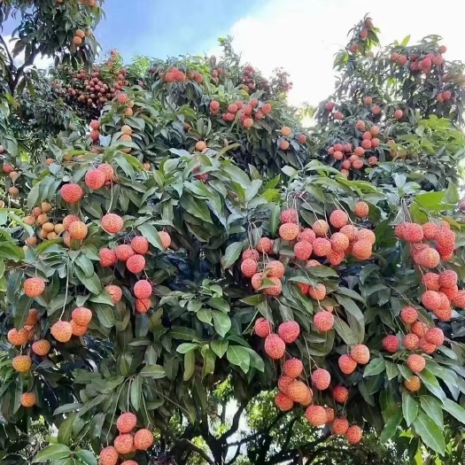 东莞市糯米汁