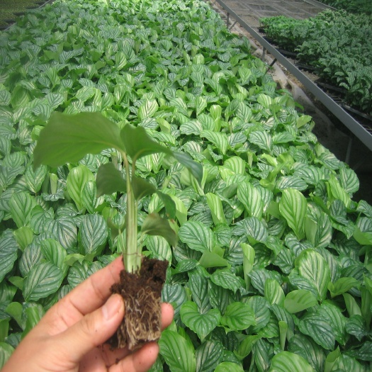 广州源头厂家大量园艺观赏植物苗木 室内观叶花卉 青苹果竹芋种苗批