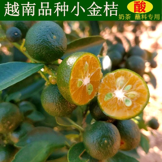 宁明县越南小青桔小金桔小柠檬 冷饮 烧烤 海鲜 专用果可一件代发