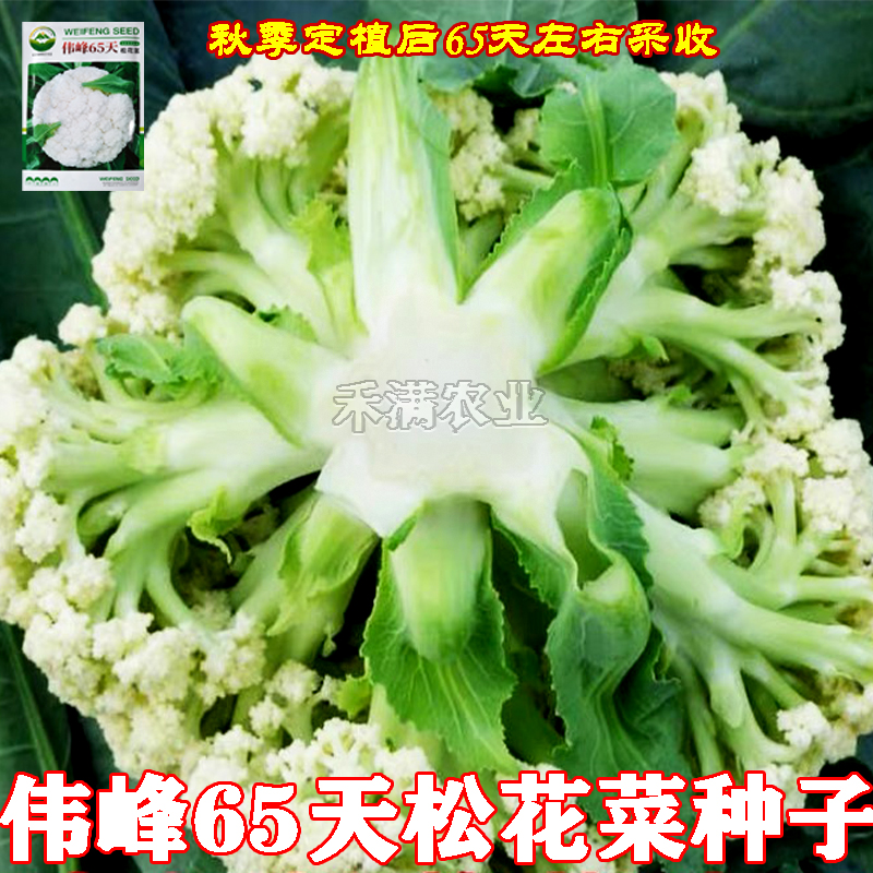 基地优品伟峰65松花菜种子有机花菜种籽花椰菜籽早中熟松花菜