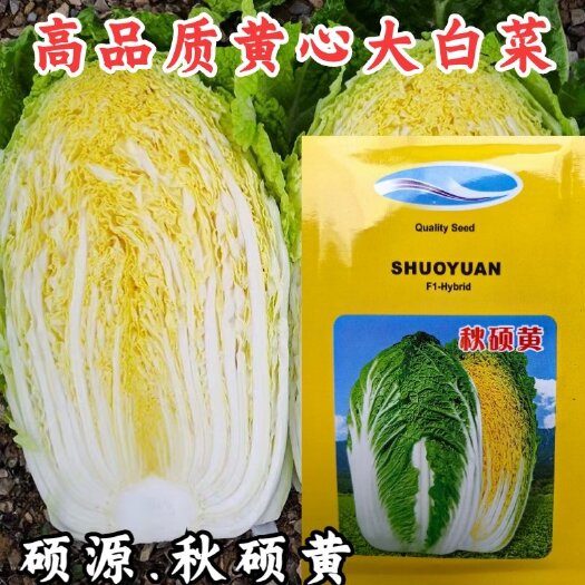秋硕黄黄心大白菜种子，早熟，半叠抱，70天采收，单球4公斤