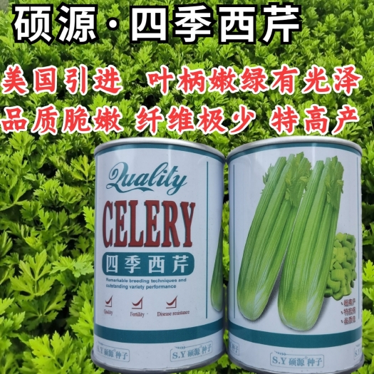 洛阳四季西芹种子，嫩绿梗芹菜种子，品质脆嫩，纤维少，抗病耐热耐寒